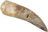 Fossil Plesiosaur (Zarafasaura) Tooth - Morocco #237602-1